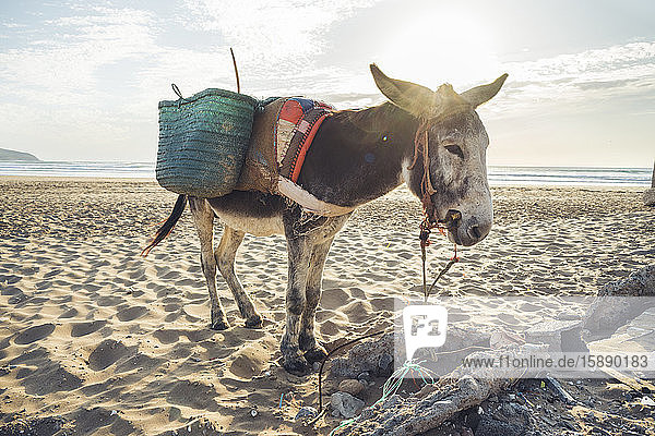 Esel mit Körben am Strand  Tafedna  Marokko