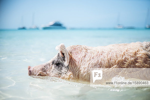 Schweineschwimmen im Meer am Pig Beach  Exuma  Bahamas  Karibik