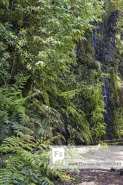 Portugal  Madeira  Ribeiro Frio  Small waterfall along Levada do Furado in Madeira Natural Park