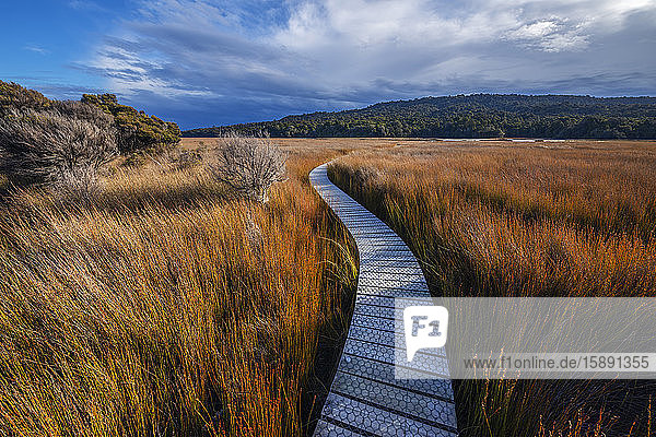 Neuseeland  Otago  Distrikt Clutha  leerer Tautuku-Mündungsweg  umgeben von hohem braunen Gras