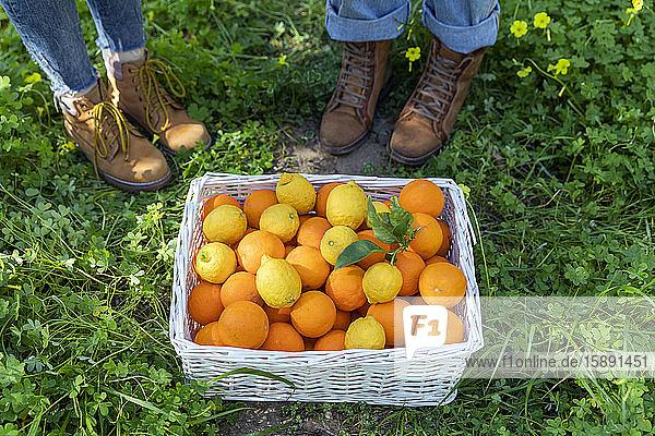 Zwei Frauen bei ihrer Ernte von Bio-Orangen und Zitronen