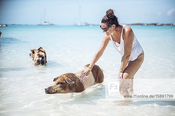 Frau streichelt Schwein  schwimmt im Meer am Pig Beach  Exuma  Bahamas  Karibik