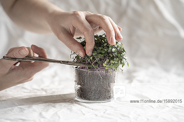 Hands of woman harvesting fresh arugula microgreens