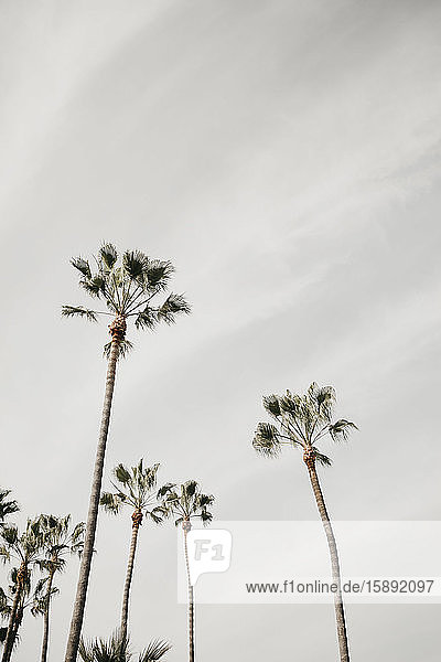 Palmen vor bewölktem Himmel  Venice Beach  Los Angeles  USA