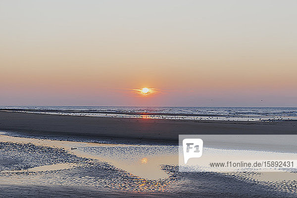Fernsicht von Möwensilhouetten an der Küste am Strand gegen orangefarbenen Himmel bei Sonnenuntergang  Nordseeküste  Flandern  Belgien