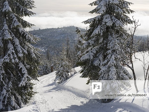 Verschneiter Wanderweg. Winter am Berg Lusen im Nationalpark Bayerischer Wald  Europa  Mitteleuropa  Deutschland  Bayern.