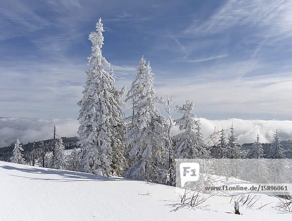 Schneebedeckte Bäume auf dem Gipfel des Lusen. Winter am Berg Lusen im Nationalpark Bayerischer Wald  Europa  Mitteleuropa  Deutschland  Bayern.