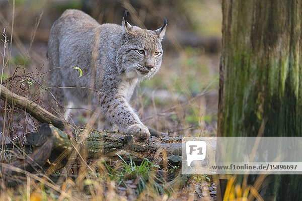 Europäischer Luchs  Lynx lynx.