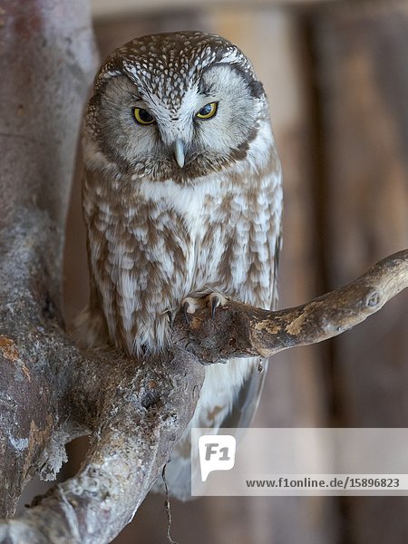 Boreal owl (Aegolius funereus). Enclosure area of the National Park Bavarian Forest. Europe Central Europe Germany.