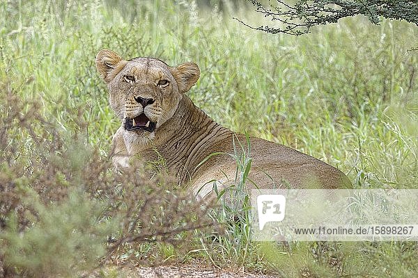 Lioness (Panthera leo)  adult female  lying in the green grass  alert  Kgalagadi Transfrontier Park  Northern Cape  South Africa  Africa.