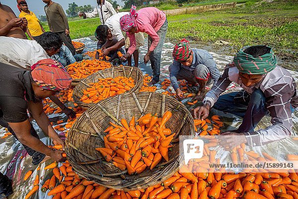 Bangladesh â. “ January 24  2020: Farmers are putting in cleaned carrots in a bamboo basket to for dry at Savar  Dhaka  Bangladesh.