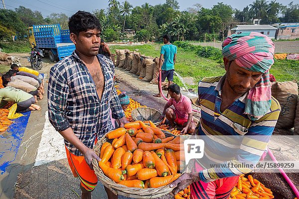 Bangladesh â. “ January 24  2020: Farmers are putting lots of clean carrots in bamboo baskets at Savar  Dhaka  Bangladesh.