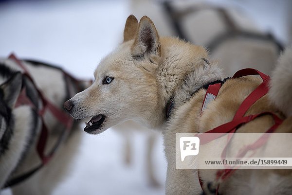 Siberian Husky (Canis familiaris) portrait sled dog France.