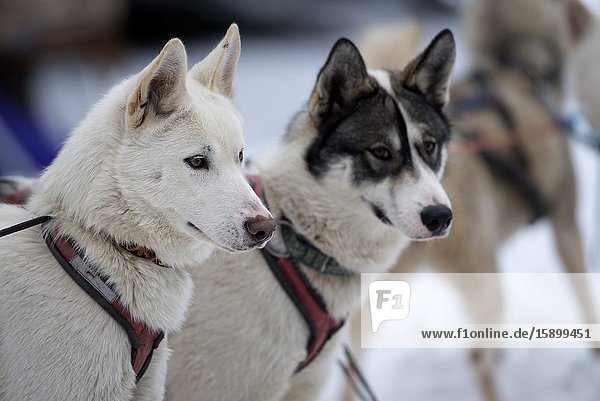Siberian Husky (Canis familiaris) portrait sled dog France.