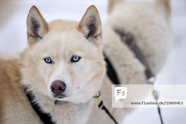 Siberian Husky (Canis familiaris) portrait sled dog France.