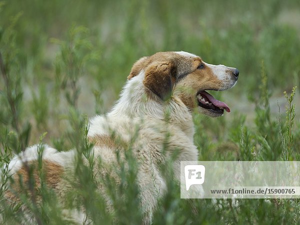 Hunting dog before the competition.Folk Festival commemorating the origin myth the Tien Shan Maral (Tian Shan wapiti) an origin myth of the Kyrgyz tribes. Near Tasch Baschat Naryn region. Asia Central Aisa Kyrgyzstan