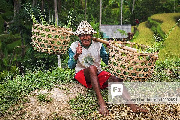 Rice farmer Tegallalang Rice Terrace Bali Indonesia.