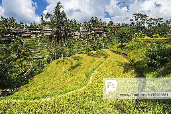 Rice fields at Tegallalang Rice Terrace Bali Indonesia.