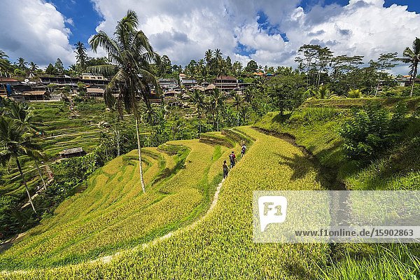 Rice fields at Tegallalang Rice Terrace Bali Indonesia.