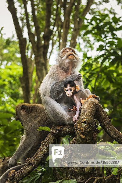 Balinese long-tailed Monkey (Macaca fascicularis) Sacred Monkey Forest Ubud Bali Indonesia.