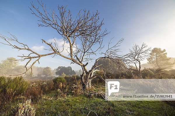 Cistu  grass  fig tree and fog at the Piquillo pinewood in winter time. Madrid. Spain. Europe.