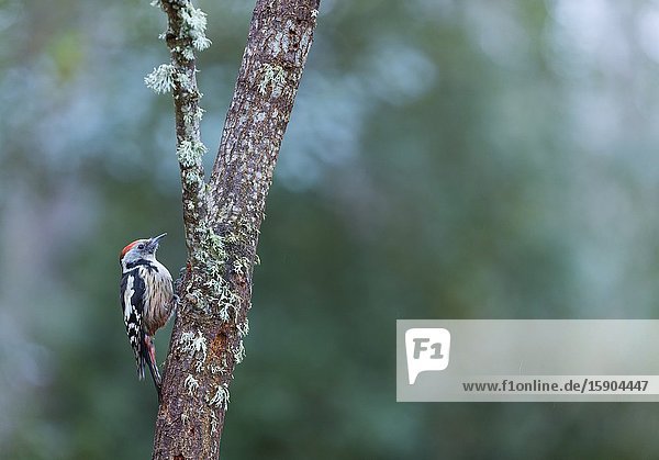 PICO MEDIANO - Middle spotted woodpecker (Dendrocoptes medius).
