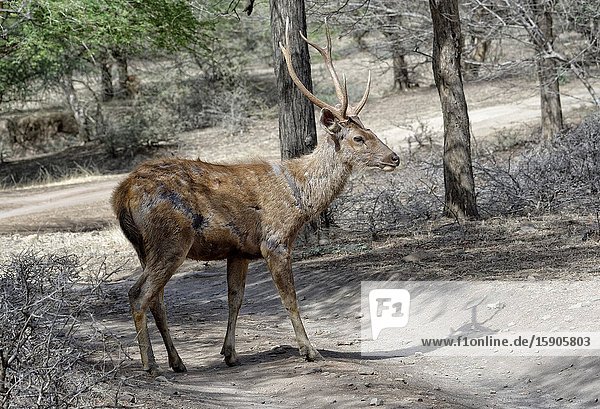 Stag Sambar deer (Rusa unicolor), Ranthambhore National Park, Rajasthan, India.