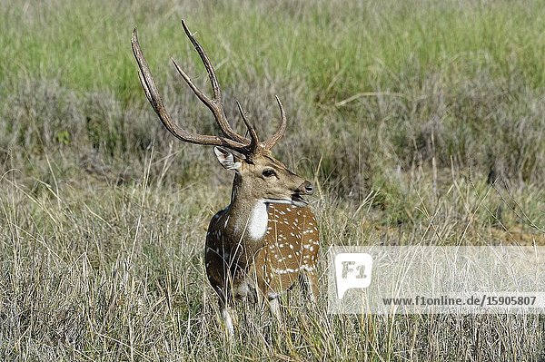 Chital or Spotted deer (Axis axis), Kanha National Park and Tiger Reserve, Madhya Pradesh, India.