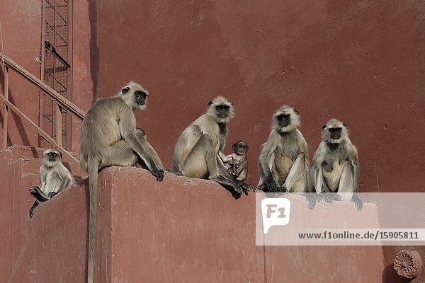 Group of Hanuman Langur (Semnopithecus entellus) seated on a wall, Ranthambhore National Park, Rajasthan, India.