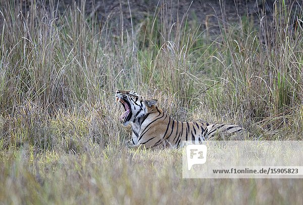 Young male Bengal tiger (Panthera tigris tigris) resting in grass, Kanha Tiger Reserve, Madhya Pradesh, India.