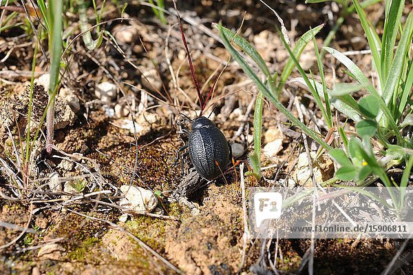 Pimelia rotundata or pimelia hispanica is a beetle native to southern Spain. This photo was taken in Sorbas  Almeria province  Andalusia  Spain.