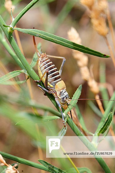 Mediterranean katydid or saddle-backet bush cricket (Ephippiger ephippiger) female. This orthoptera insect is native to Europe especialy on southwestern Europe.