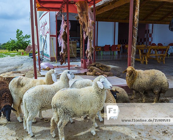 Lambs and hides in a local restaurant. El Jem town. Tunisia Africa.