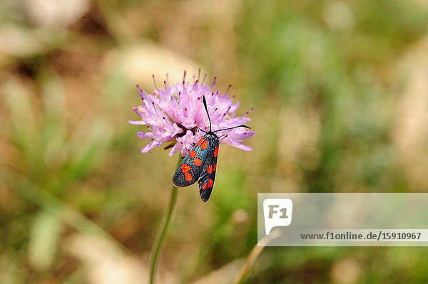 Six-spot burnet (Zygaena filipendulae) is a moth native to Europe and Asia Minor. Adult.