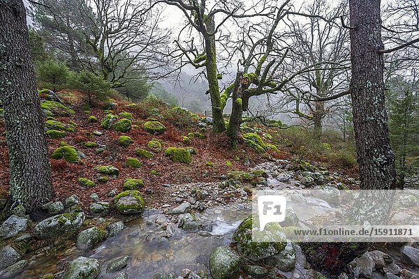 Strem  rocks and oaks with moss and pines at Graja gorge. Sierra de Gredos. Avila. Spain. Europe.
