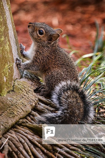 Shall I climb? An eastern gray squirrel (Sciurus carolinensis) sitting at the base of a palm tree trunk. South Florida  U. S. A.   North America.