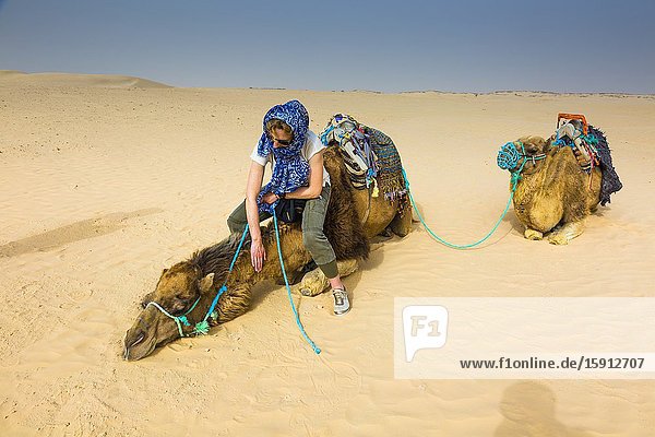 Woman in a dromedary ride in the desert. Douz Tunisia Africa.