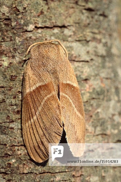 Fox moth (Macrothylacia rubi) is a moth native to Europe and central Asia.
