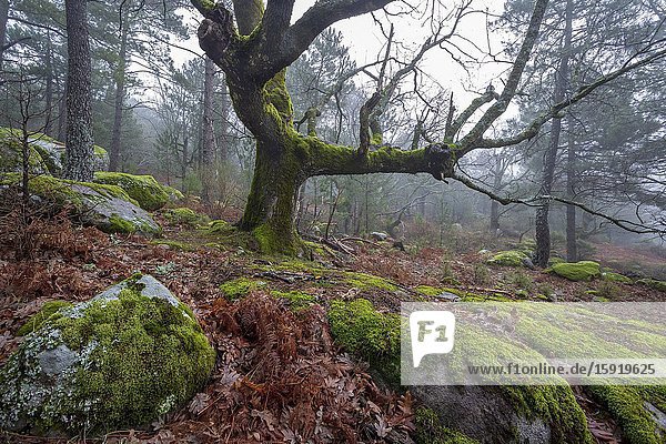 Moss  conifers  oaks and fog at Graja gorge in Sierra de Gredos. Avila. Spain. Europe.