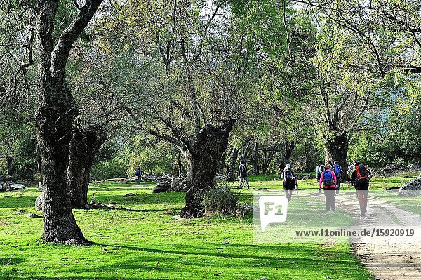 The Forest de La Herreria. San Lorenzo del Escorial town, Madrid province, Spain