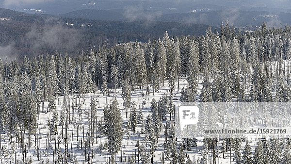 View from peak of Mount Lusen. Winter at Mount Lusen in National Park Bavarian Forest (Bayerischer Wald)  Europe  Central Europe  Germany  Bavaria.