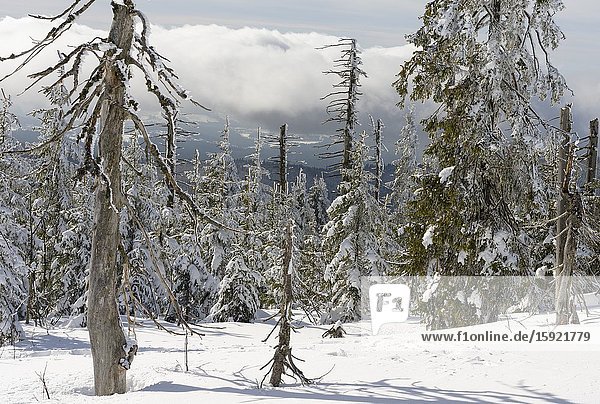 Snow-covered trees at the peak of Mount Lusen. Winter at Mount Lusen in National Park Bavarian Forest (Bayerischer Wald)  Europe  Central Europe  Germany  Bavaria.