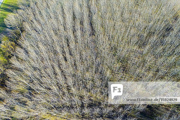 Poplar grove. Aerial view. Ancin area. Navarre Spain Europe.