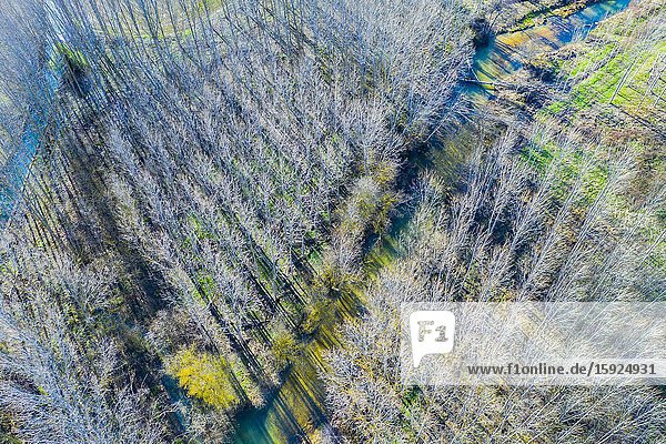 Ega river and poplar grove. Aerial view. Ancin area. Navarre Spain Europe.
