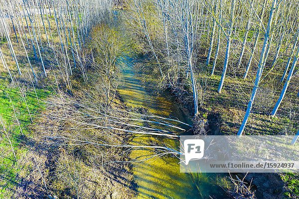 Ega river and poplar grove. Aerial view. Ancin area. Navarre Spain Europe.