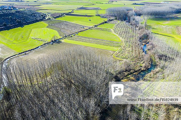 Agricultural area river and poplar grove. Aerial view. Ancin area. Navarre Spain Europe.