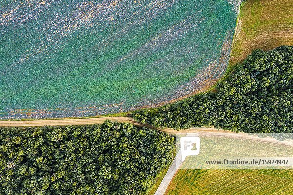 Agricultural area and forest. Aerial view. Ancin area. Navarre Spain Europe.