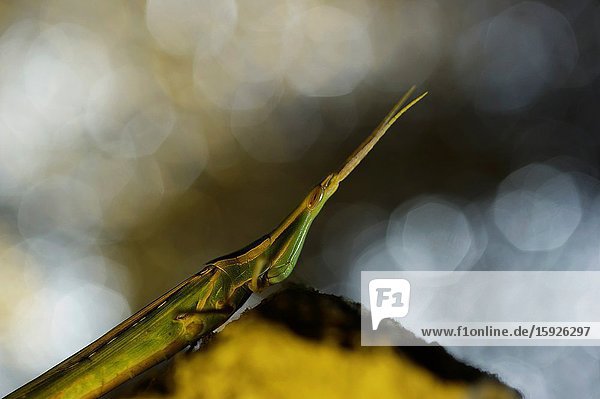 Mediterranean Slant-faced Grasshopper (Acrida ungarica)