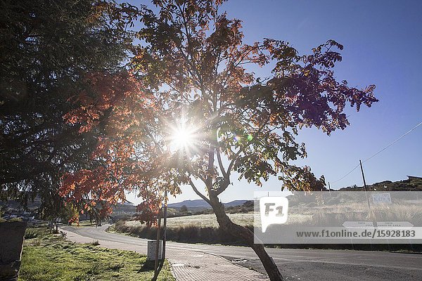 Autumn tree Navarredonda de Gredos village in Gredos mountains Avila province Spain.