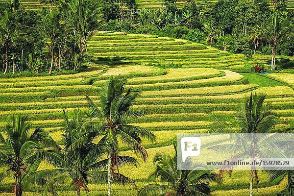 Jatiluwih Rice Terrace (UNESCO World Heritage Site) Bali Indonesia.